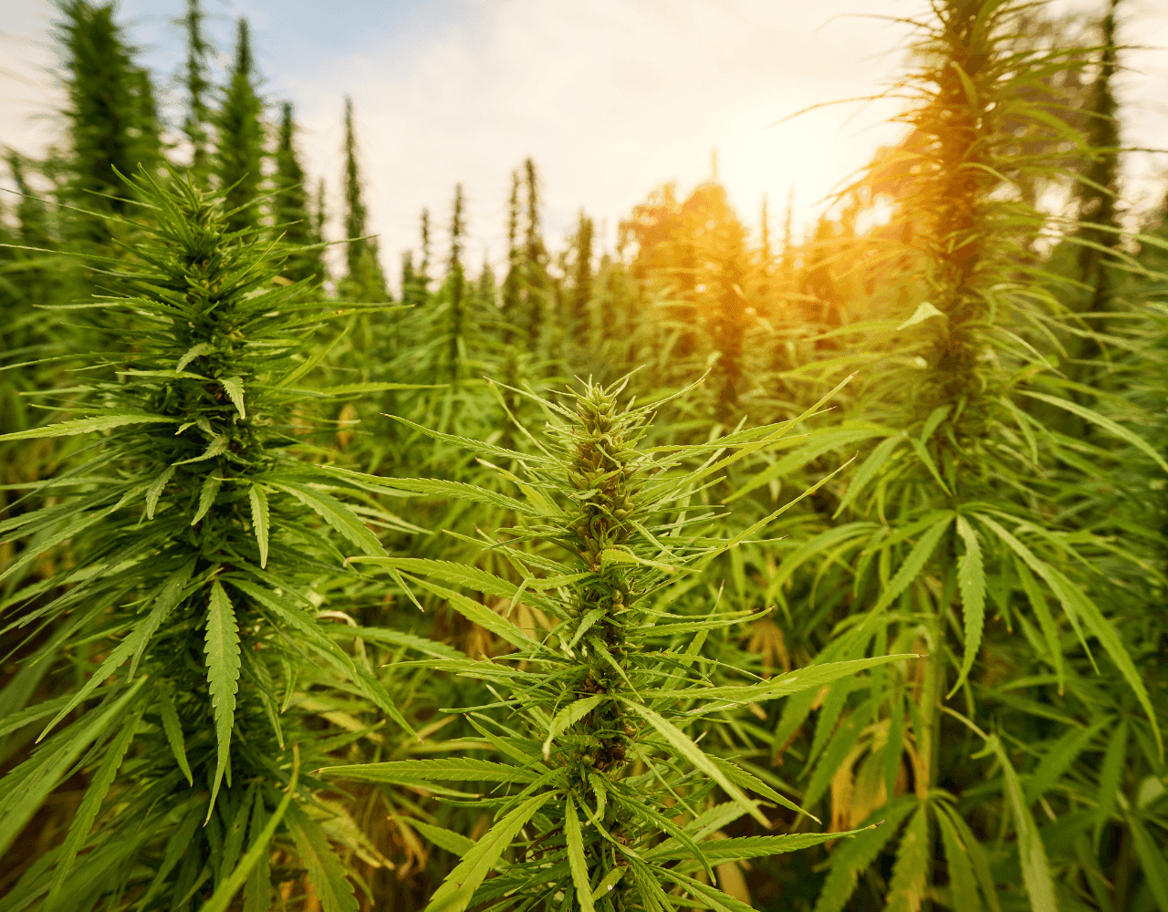 Cannabispflanzen beim Sonnenuntergang